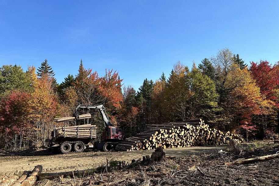 A logging operation in a wooded area