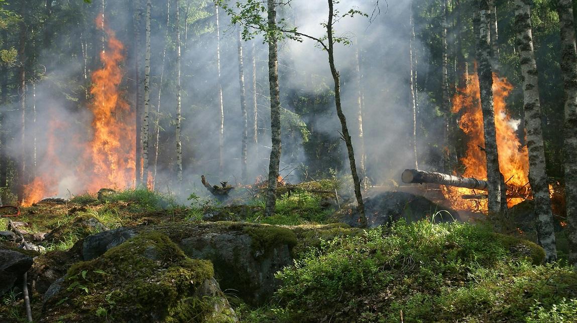 An image of a forest fire. There are green trees and orange flames.