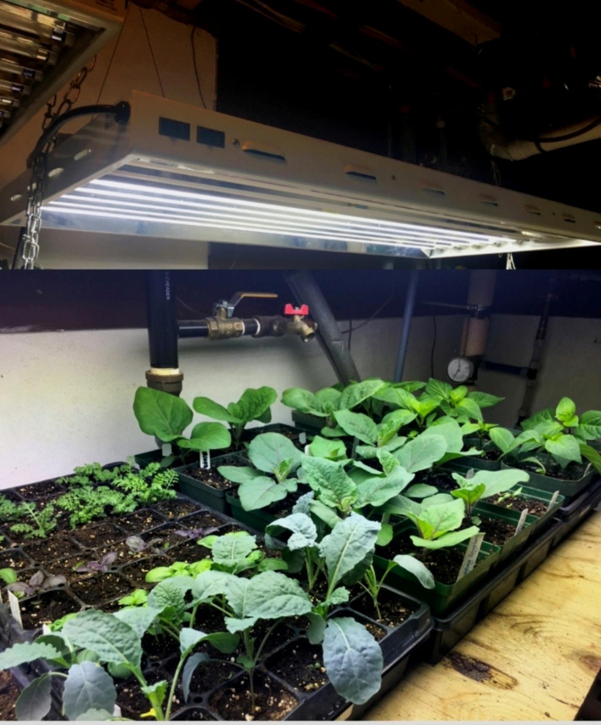 Tips for Choosing Grow Lights