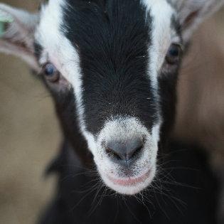 Goats Save Town from Poison Ivy!