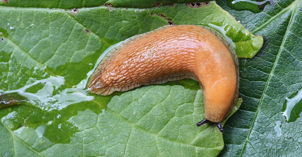 Managing Slugs Begins in the Fall