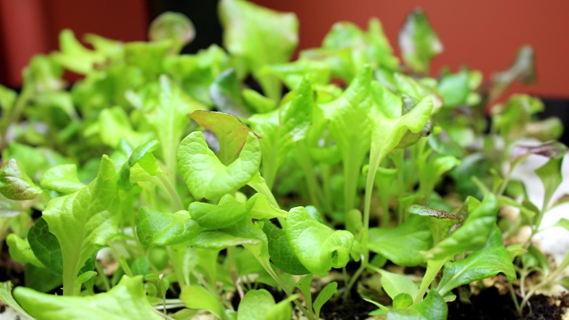 Growing Greens Indoors in Winter