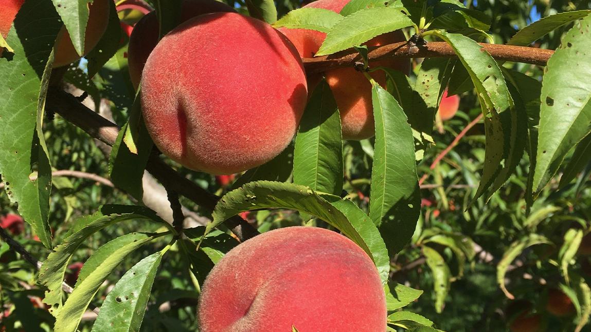 Beautiful Vermont Peaches
