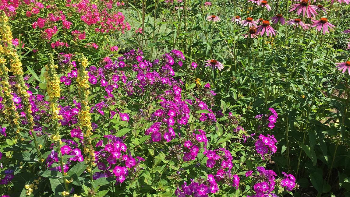 Phlox and Powdery Mildew Management