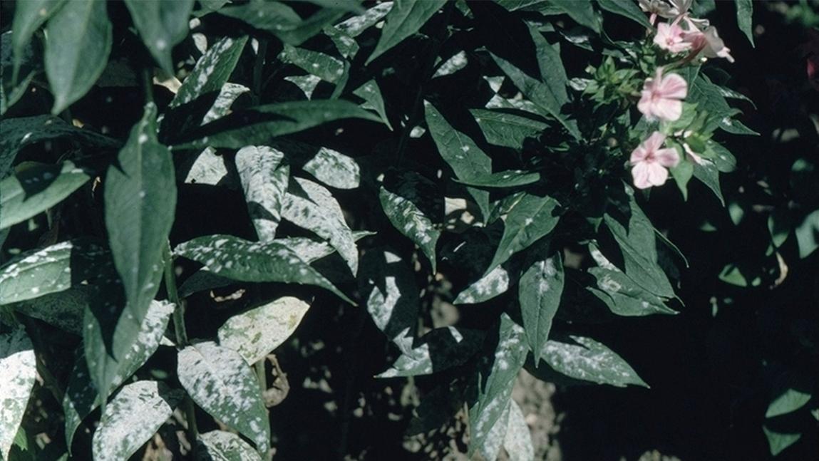 Phlox and Powdery Mildew Management