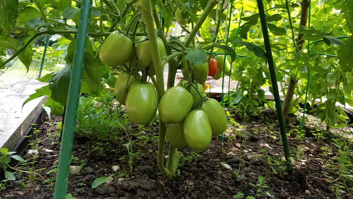 Pruning tomato shop plants