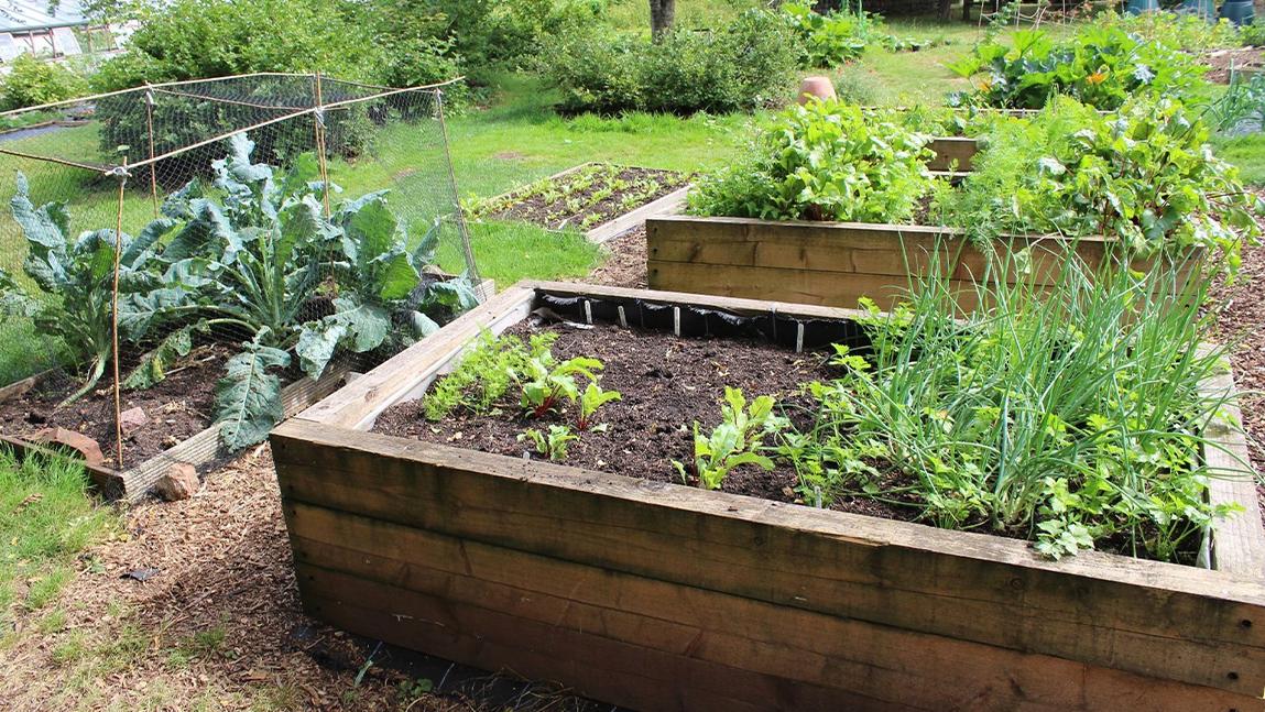 Soil Health in Raised Beds