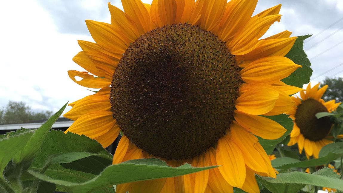 The Joy of Sunflowers