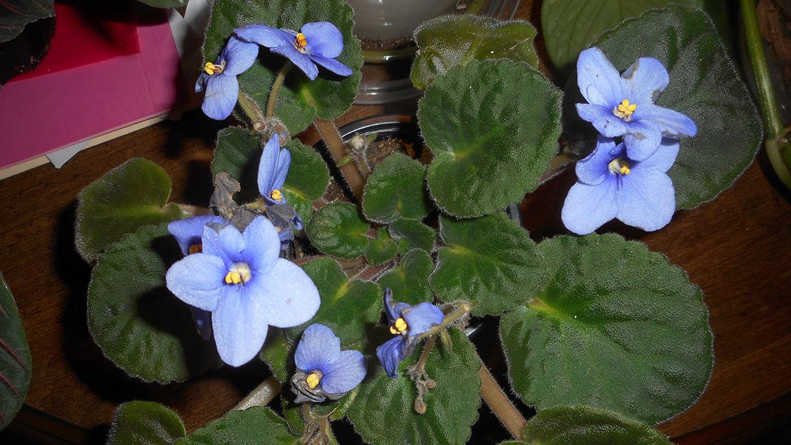 Growing African Violets