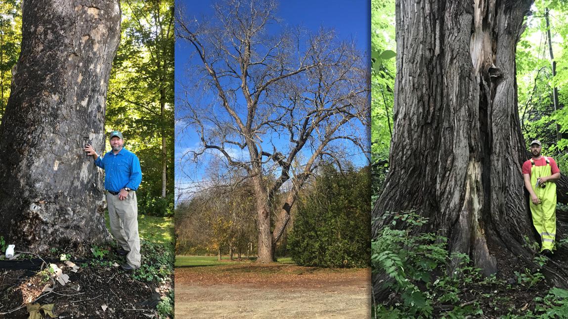 Wanted Help to Identify Vermont's Biggest Trees