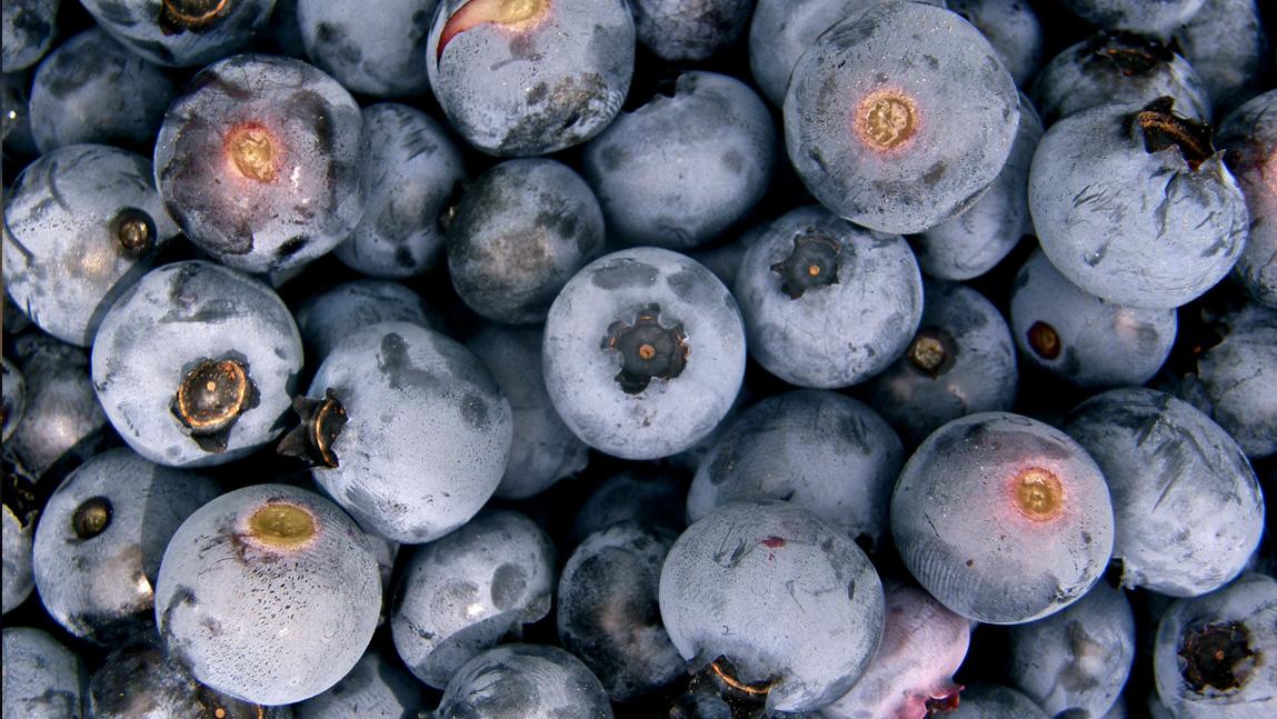 Get Ready for Blueberry Season