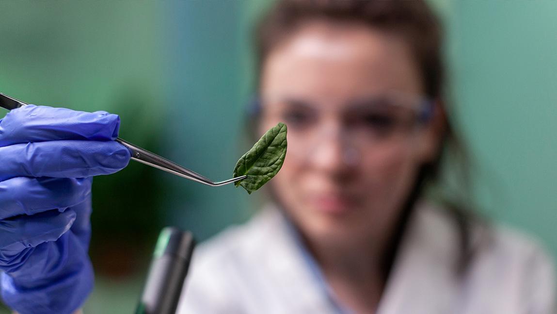 Plant CSI: Solving Crimes With Plants