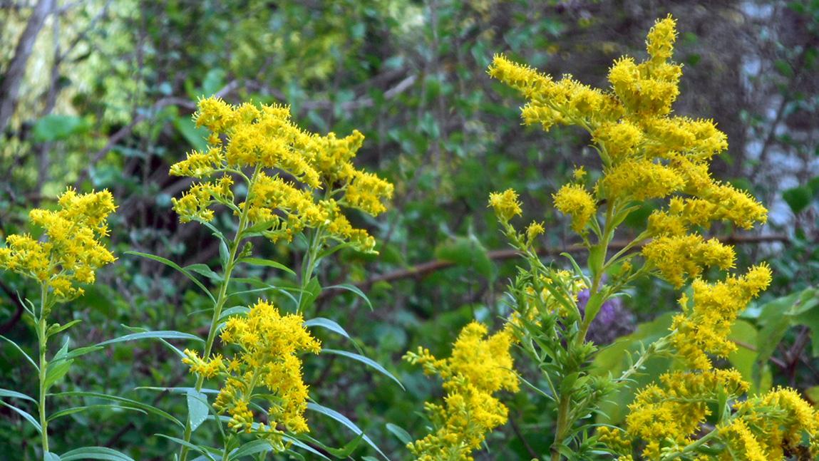 Goldenrod A Useful Wildflower