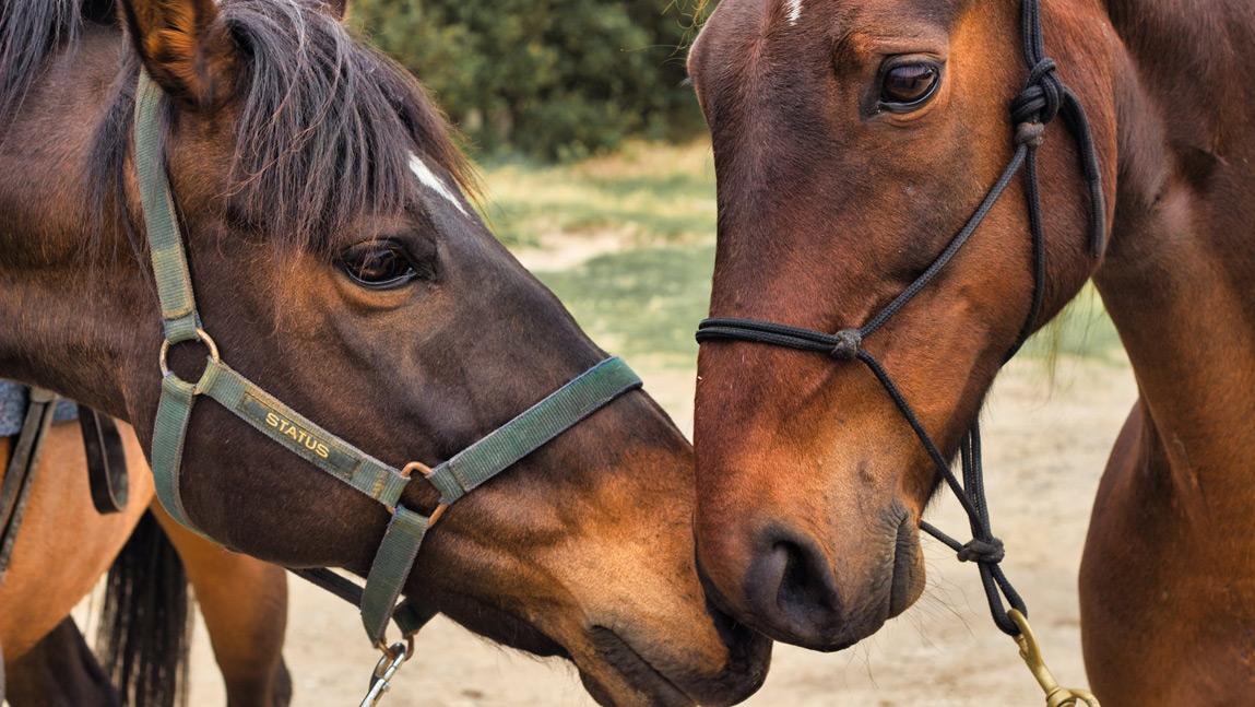 UVM Horse Farm Hosts Hippology Contest for Local 4H'ers