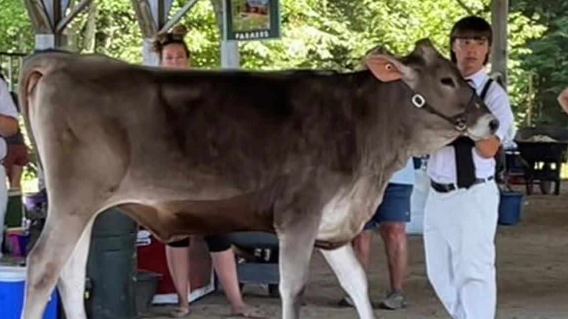 Johnson Dairy Show Attracts 20 4H Members