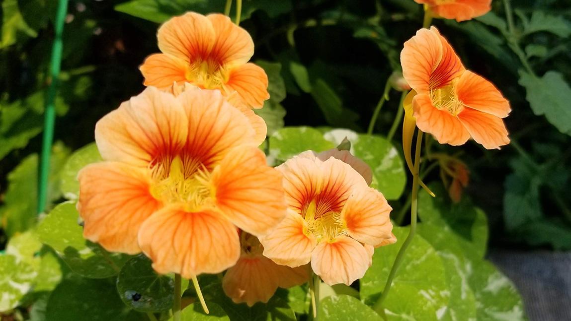 Image of Nasturtiums and cabbage companion planting for aphids