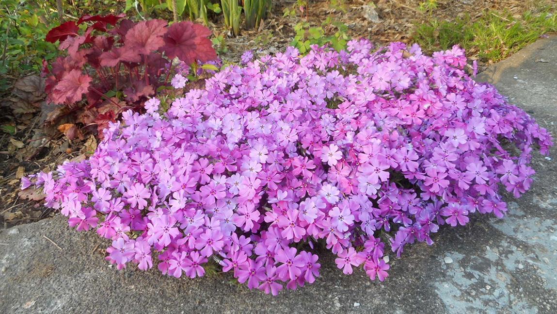 Annuals Vs. Perennials