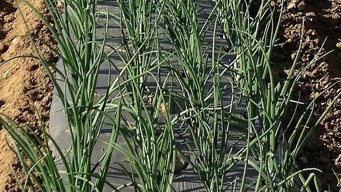 Growing Great Garlic