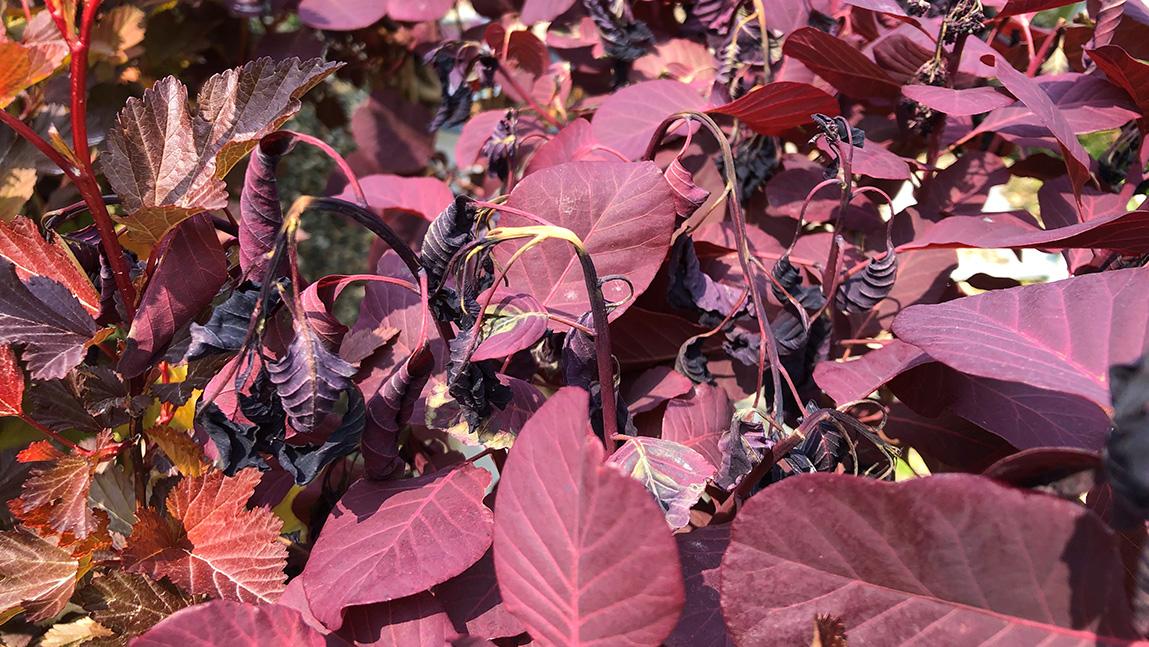 Frost Damage in Vegetables and Landscape Plants