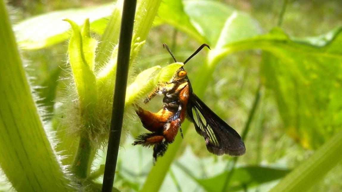 What's Eating My Squash Plants?