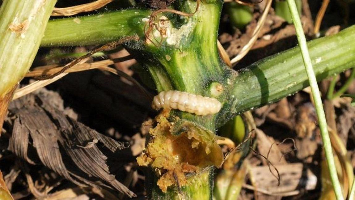 What's Eating My Squash Plants?