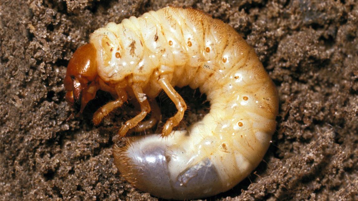 White Grub Control, White Grubs in the Garden