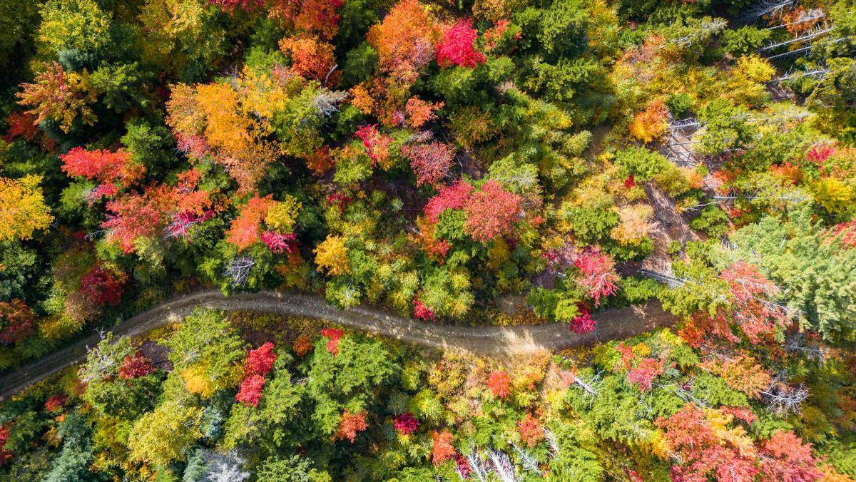 The Science of Fall Foliage and Climate Change UVM Expert The Science of Fall Foliage and Climate Change UVM Expert