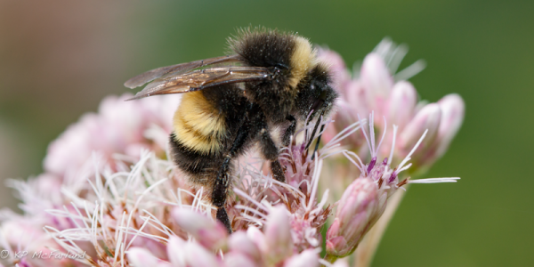 Study Reveals Striking Decline of Vermont's Bumble Bees