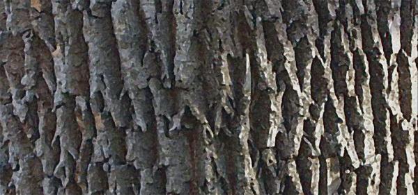 Help Spread The Word About The Emerald Ash Borer