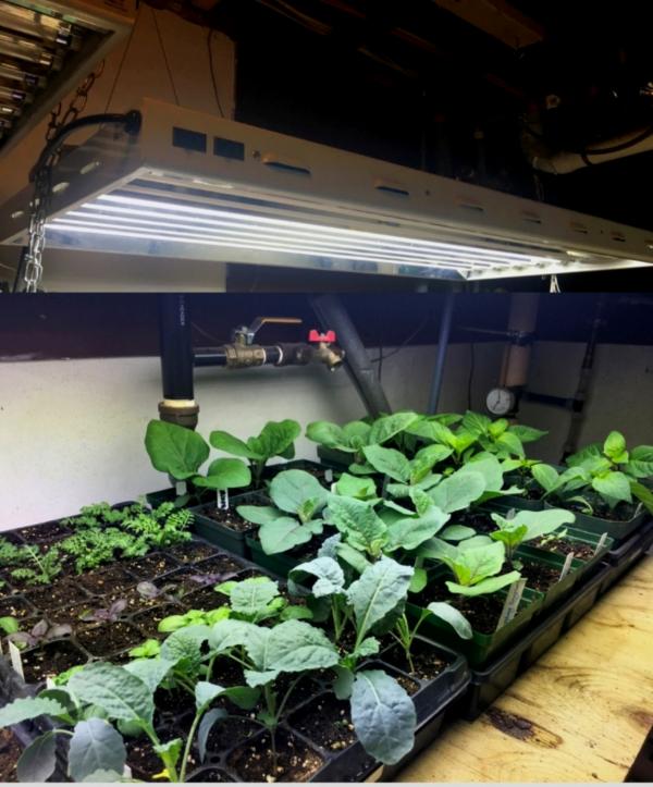 T5 Fluorescent Grow Light Distance Plants Shelly Lighting