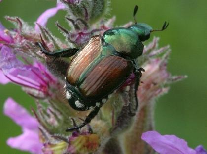 Managing Japanese Beetles