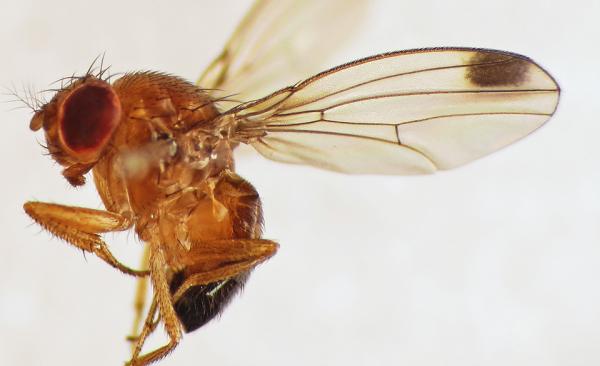 Spotted Wing Drosophila Causes Problems for Home Gardeners