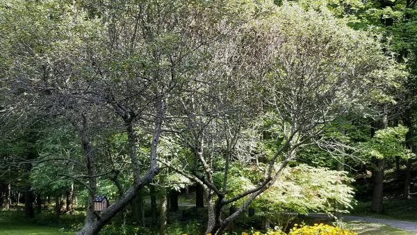 Should You Replace A Struggling Apple Tree