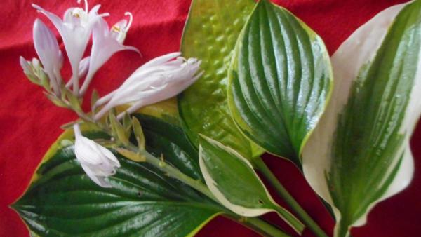 Hosta flowers poisonous to dogs top