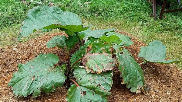 Fall Rhubarb Care