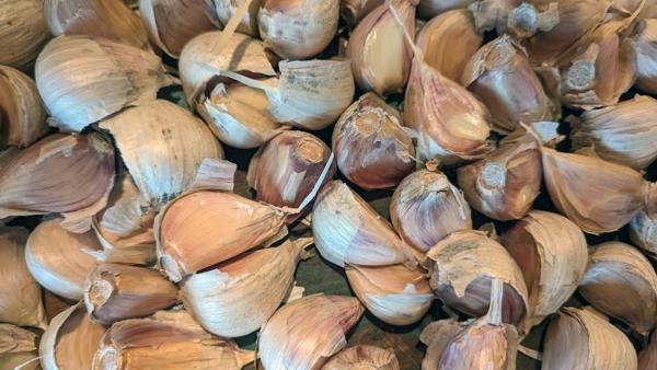 16+ Planting Garlic In Vermont