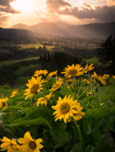Sunflowers in honor of Ukraine