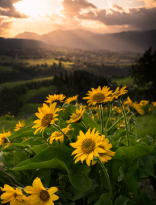 Sunflowers for Ukraine