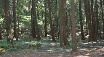 A dense hardwood forest.
