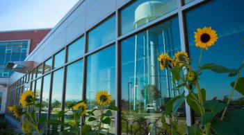 Beautiful sunflowers blooming outside of the Davis Center