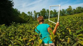 One of the UVM Eco Reps working through a field of green plants