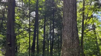 many trees in a green forest