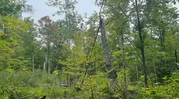 green forest 