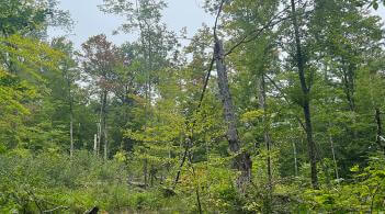 green forest