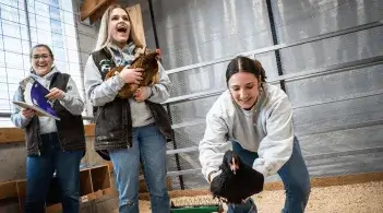 three college students study chickens at the barn
