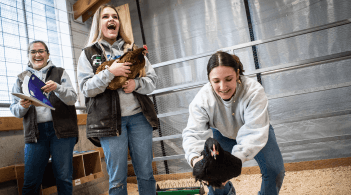 three college students study chickens at the barn