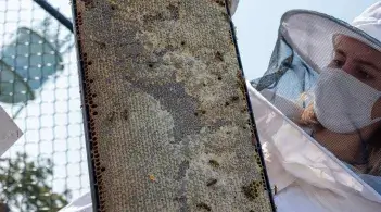 A student wears protective clothing and headgear to handle a honeycomb, which they hold up to the camera.