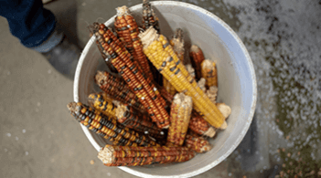 Bucket of dried flint corn