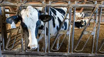 A cow in a paddock