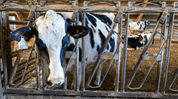 A cow in a paddock
